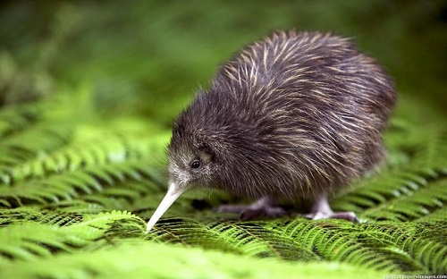 Tìm hiểu về New Zealand