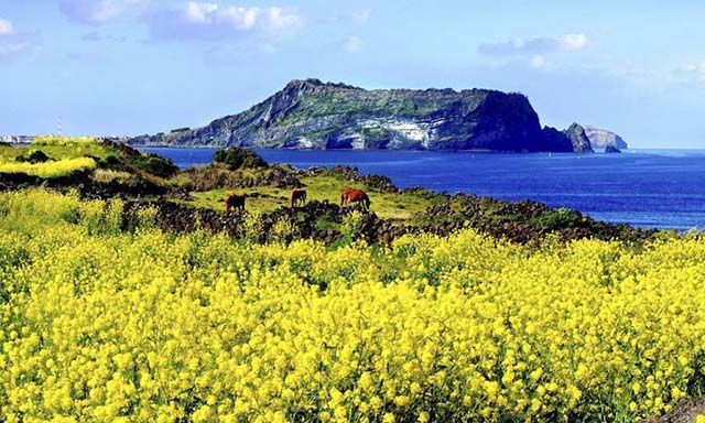 đảo jeju Hàn Quốc