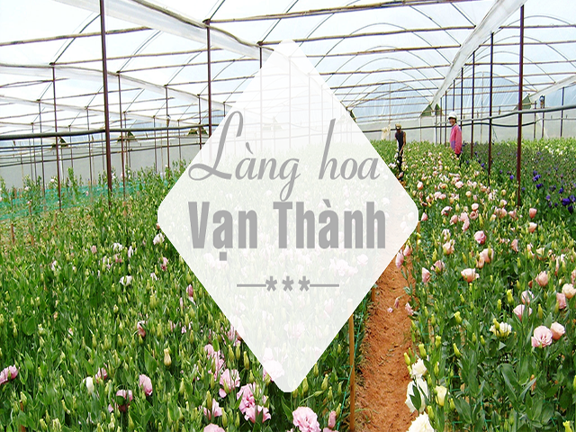 làng hoa vạn thành 