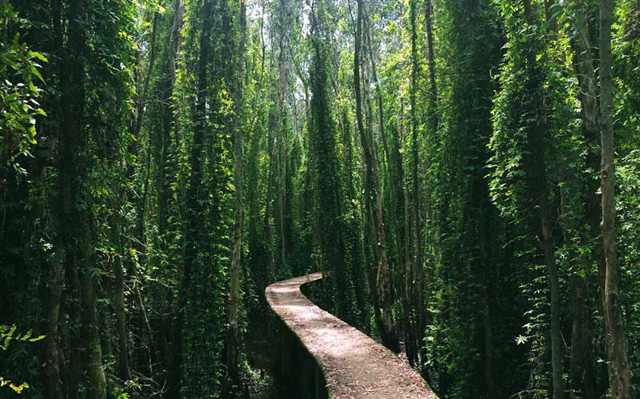 làng nổi Tân Lập