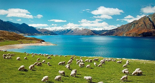 New Zealand có gì đặc biệt