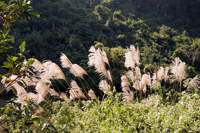 mùa đông - Mùa lau trắng Bái Đính