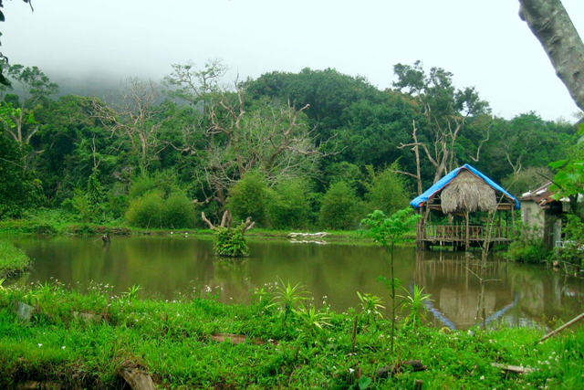 nhất lâm thủy trang trà