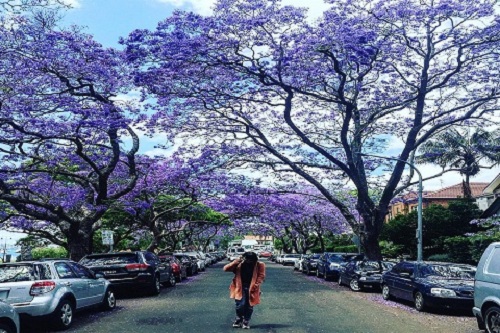 tour du lịch úc