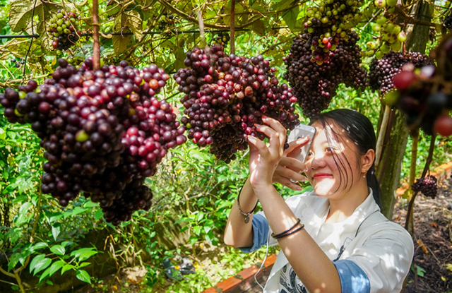 vườn nho Tây Ninh