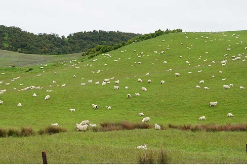 Tìm hiểu về New Zealand